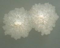 mycobacterium mycobacterium